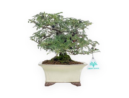 Osteomeles Anthyllidifolia - 27 cm