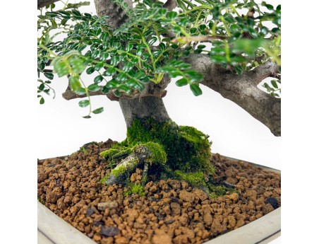 Osteomeles Anthyllidifolia - 27 cm