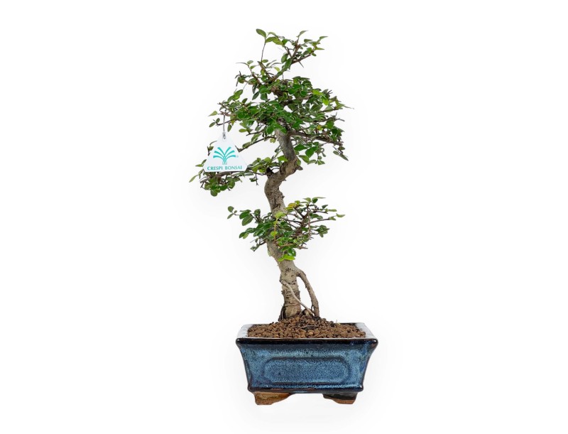 Zelkova Nire - Orme - 44 cm