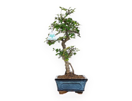 Zelkova Nire - Elm - 44 cm
