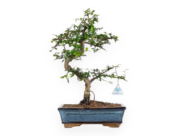 Zelkova Nire - Olmo - 44 cm