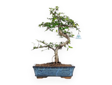 Zelkova Nire - Iep - 44 cm
