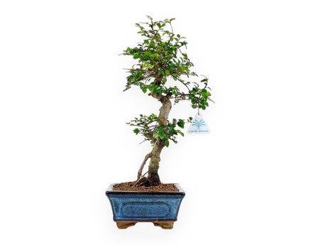Zelkova Nire - Elm - 44 cm