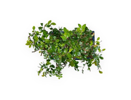 Zelkova Nire - Iep - 44 cm