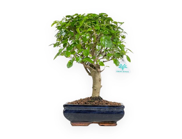 Ligustrum - Ligustro - 35 cm