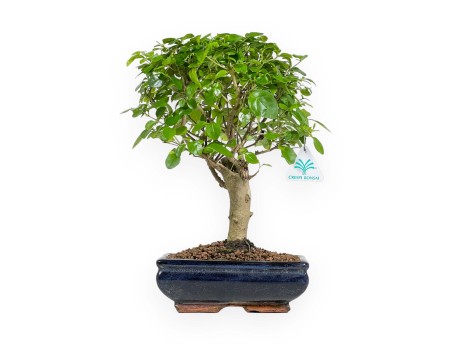 Ligustrum - Privet - 35 cm