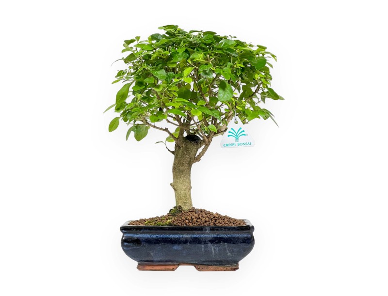 Ligustrum - Ligustro - 35 cm