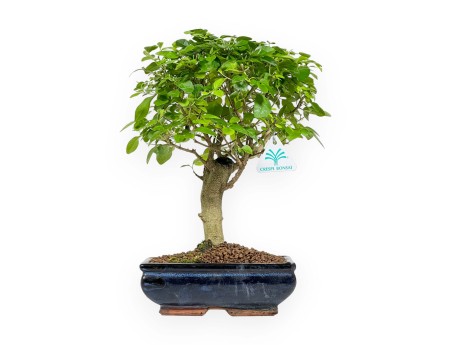 Ligustrum - Privet - 35 cm