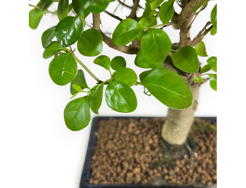 Ligustrum - Privet - 35 cm