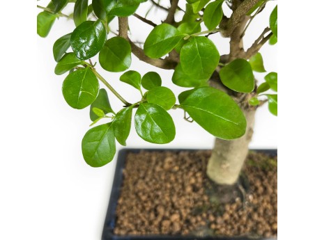 Ligustrum - Troène - 35 cm