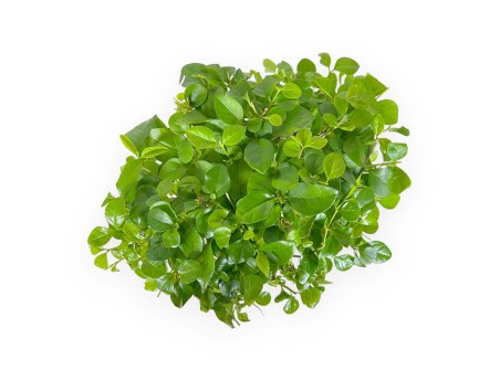 Ligustrum - Troène - 35 cm