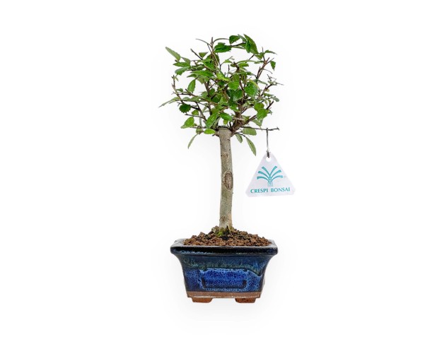 Zelkova Nire - Olmo - 25 cm 2
