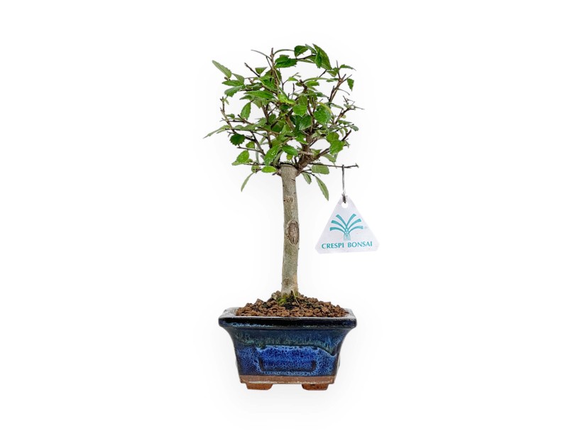 Zelkova Nire - Olmo - 25 cm