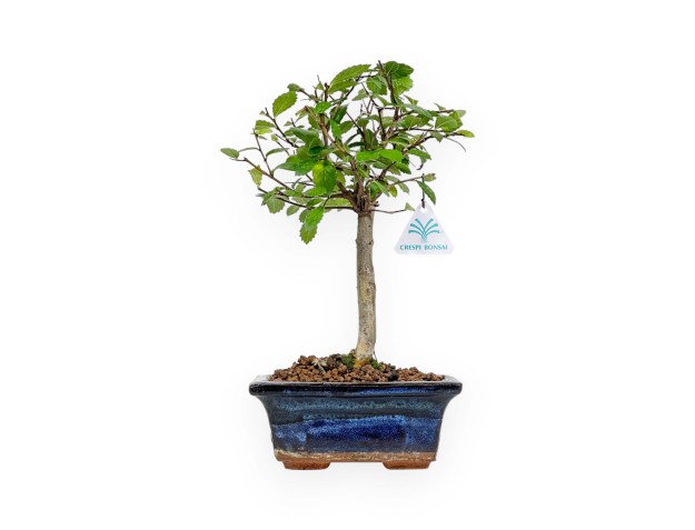 Zelkova Nire - Olmo - 25 cm