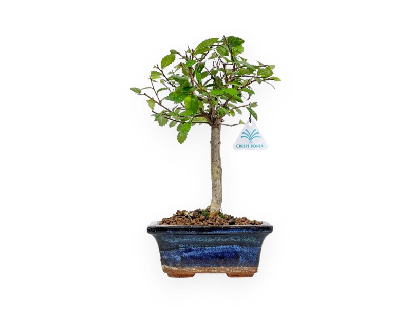 Zelkova Nire - Elm - 25 cm