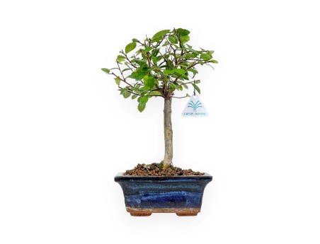 Zelkova Nire - Elm - 25 cm
