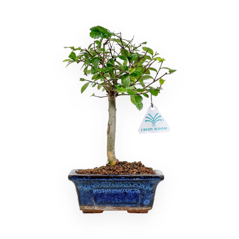 Zelkova Nire - Orme - 25 cm