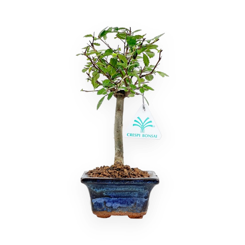 Zelkova Nire - Orme - 25 cm
