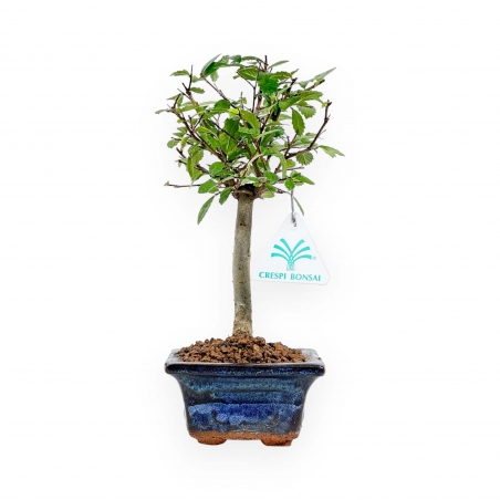 Zelkova Nire - Elm - 25 cm
