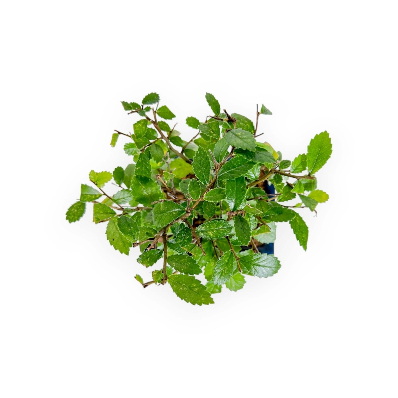 Zelkova Nire - Orme - 25 cm