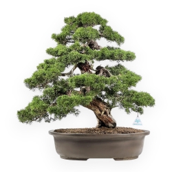 Juniperus Chinensis Itogawa - Genévrier - 66 cm