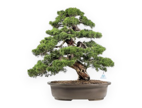 Juniperus Chinensis Itoigawa - Ginepro - 66 cm