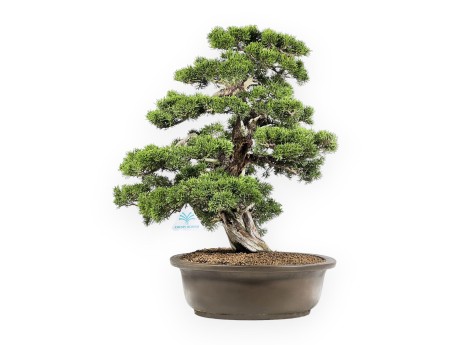 Juniperus Chinensis Itogawa - Genévrier - 66 cm