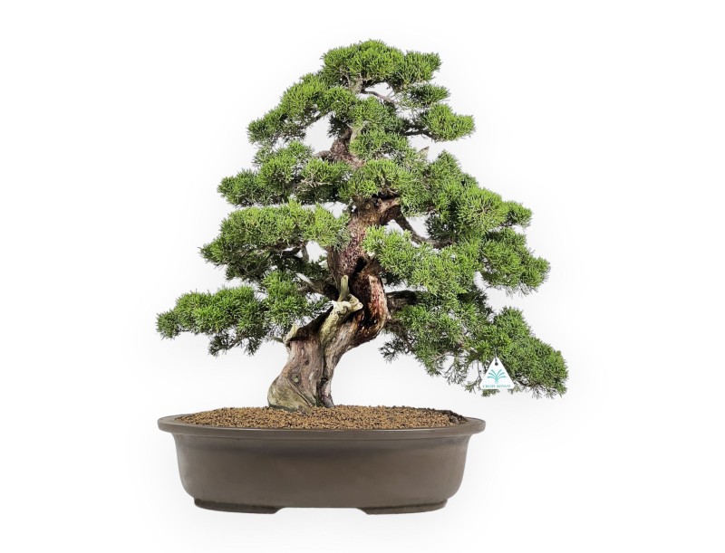 Juniperus Chinensis Itoigawa - Jeneverbes - 66 cm