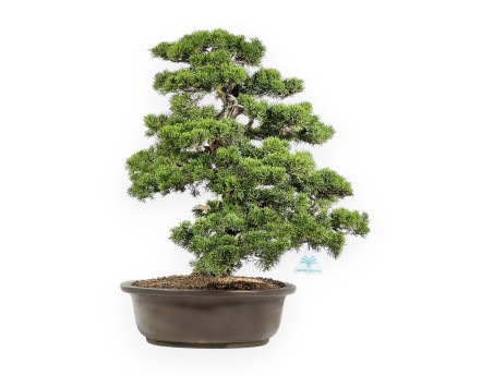 Juniperus Chinensis Itoigawa - Jeneverbes - 66 cm
