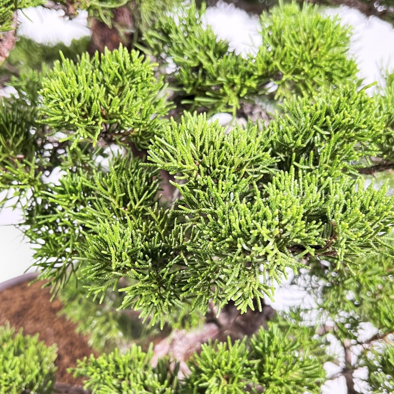 Juniperus Chinensis Itogawa - Juniper - 66 cm