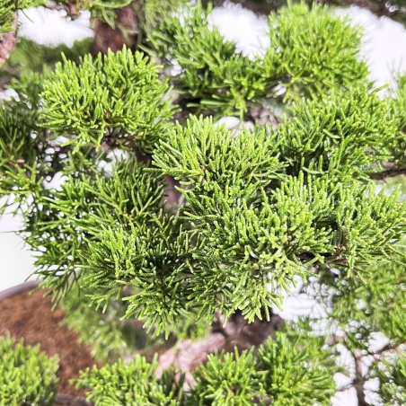 Juniperus Chinensis Itoigawa - Enebro - 66 cm
