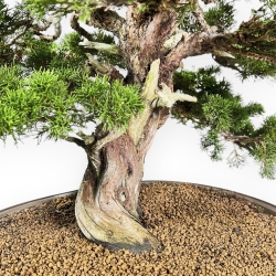 Juniperus Chinensis Itogawa - Genévrier - 66 cm