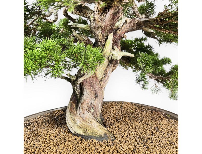 Juniperus Chinensis Itoigawa - Jeneverbes - 66 cm