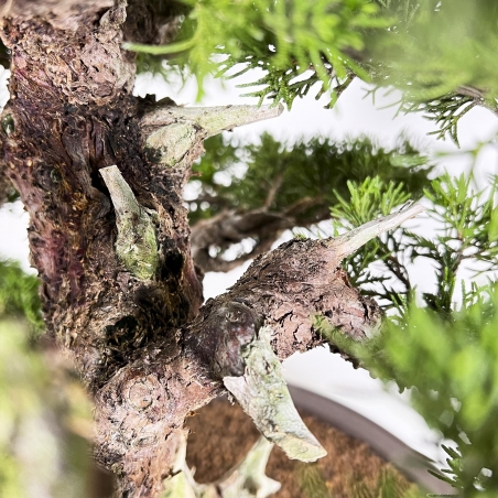 Juniperus Chinensis Itoigawa - Enebro - 66 cm