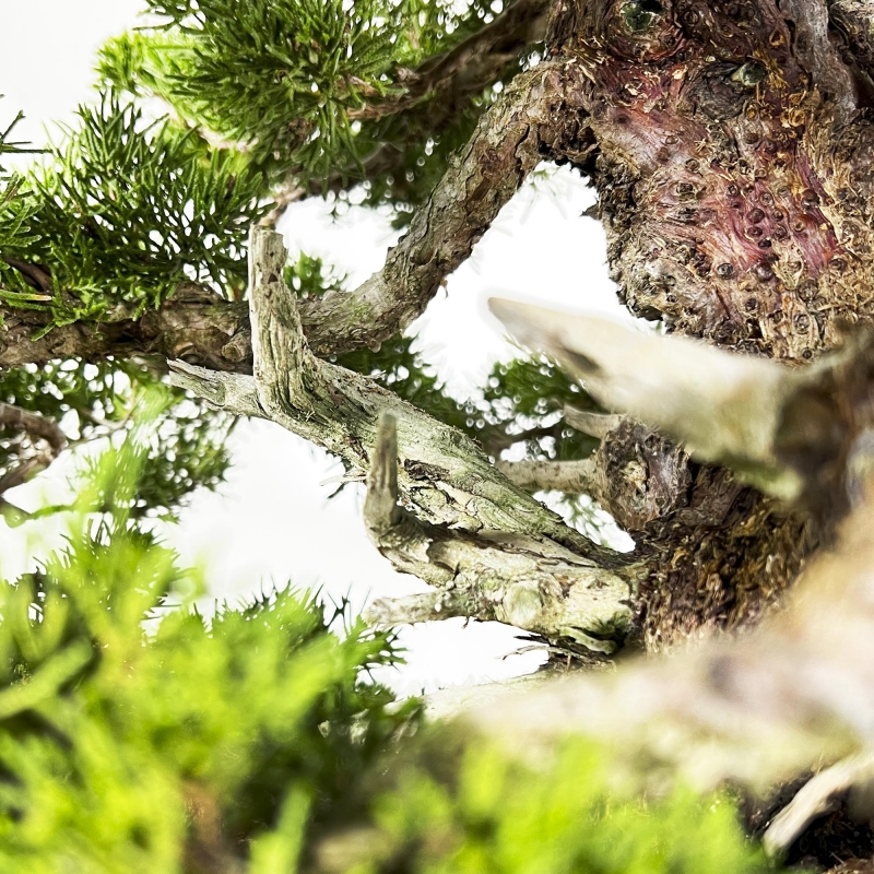 Juniperus Chinensis Itoigawa - Jeneverbes - 66 cm