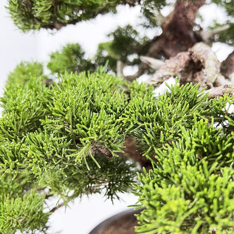 Juniperus Chinensis Itogawa - Juniper - 66 cm