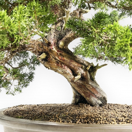 Juniperus Chinensis Itoigawa - Ginepro - 66 cm