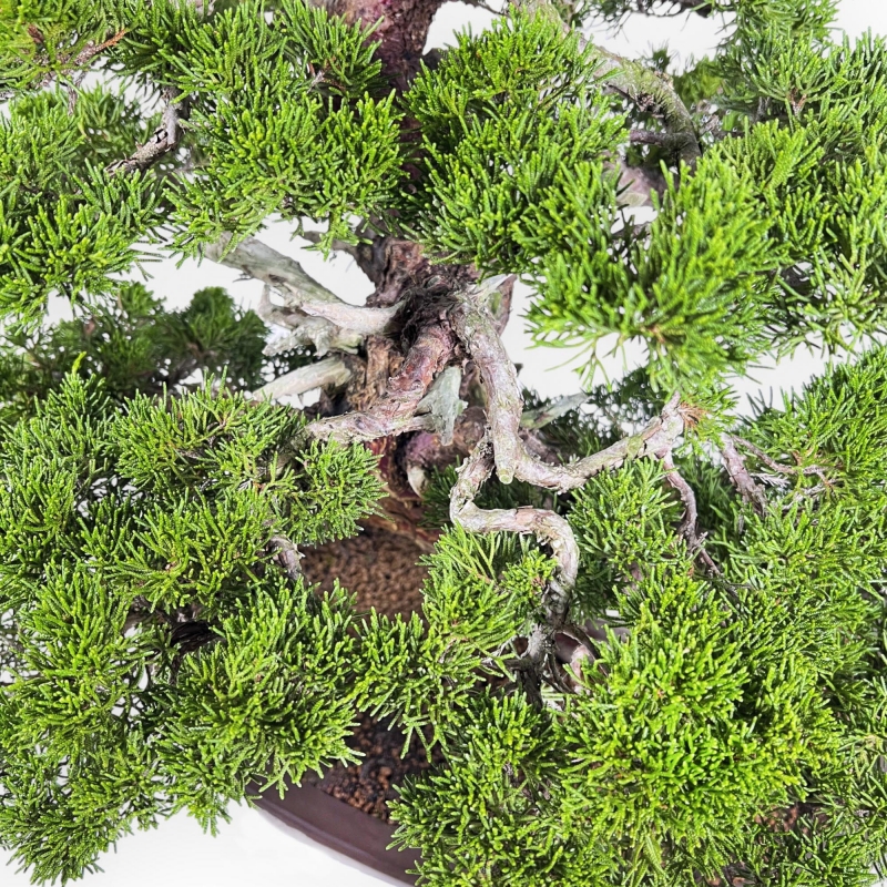 Juniperus Chinensis Itoigawa - Ginepro - 66 cm