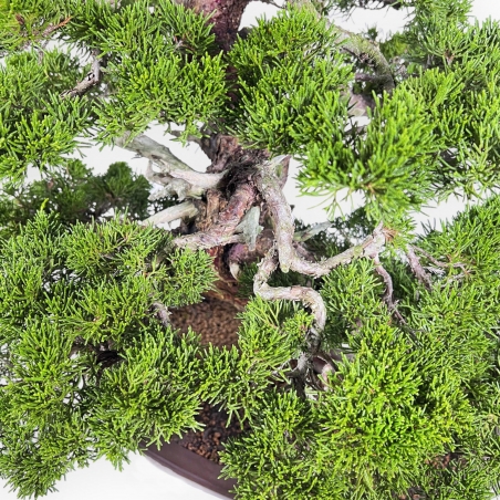 Juniperus Chinensis Itoigawa - Wacholder - 66 cm