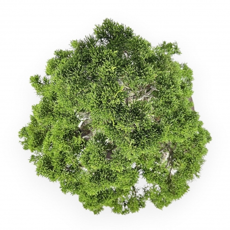 Juniperus Chinensis Itogawa - Genévrier - 66 cm