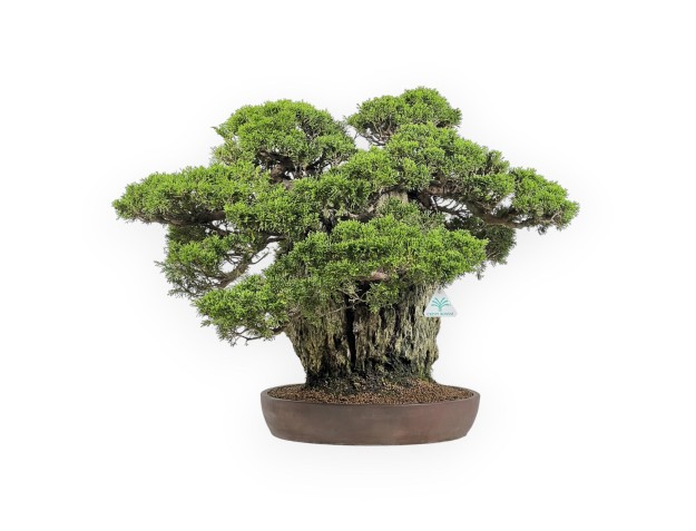 Juniperus Chinensis Itogawa - Enebro - 56 cm 2