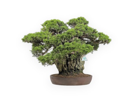 Juniperus Chinensis Itogawa - Enebro - 56 cm