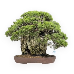 Juniperus Chinensis Itogawa - Ginepro - 56 cm