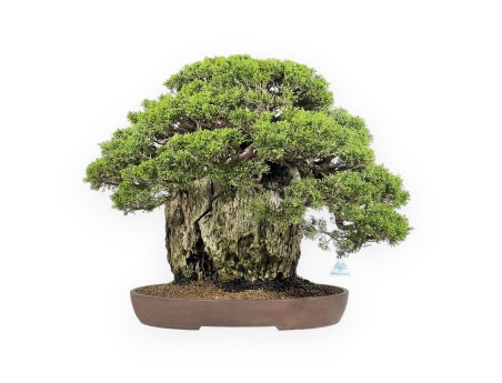 Juniperus Chinensis Itogawa - Juniper - 56 cm