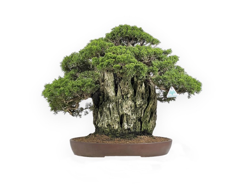 Juniperus Chinensis Itogawa - Ginepro - 56 cm