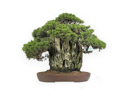 Juniperus Chinensis Itogawa - Genévrier - 56 cm