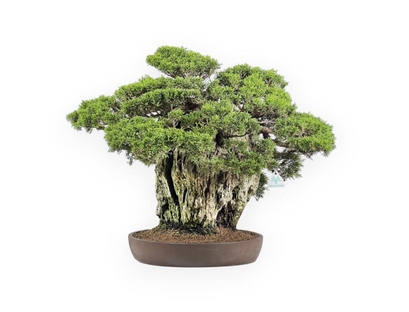 Juniperus Chinensis Itogawa - Wacholder - 56 cm