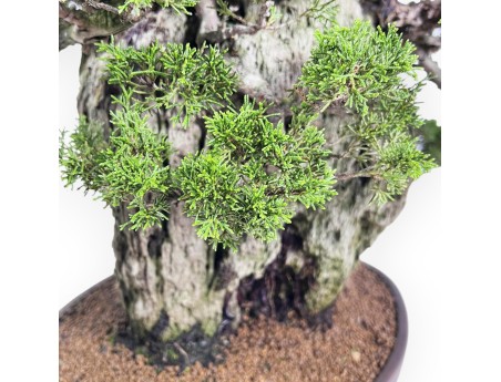 Juniperus Chinensis Itogawa - Enebro - 56 cm