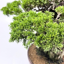 Juniperus Chinensis Itogawa - Ginepro - 56 cm