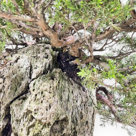 Juniperus Chinensis Itogawa - Wacholder - 56 cm
